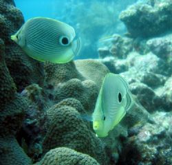 OOOHHH!!! 
Key Largo, FL Cannon Powershot s-50 single ep... by Steven Whitehead 